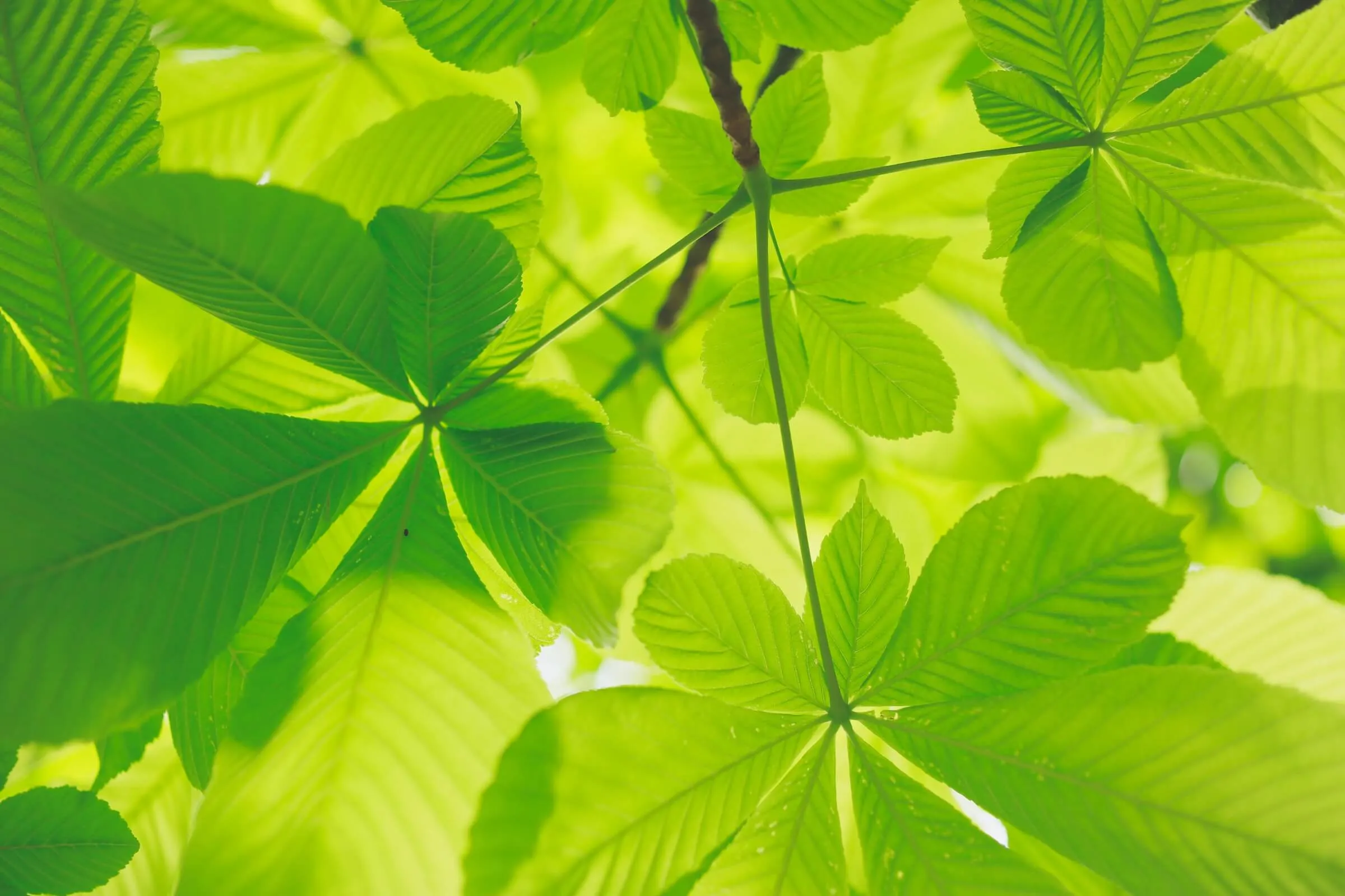 Fresh Canopy