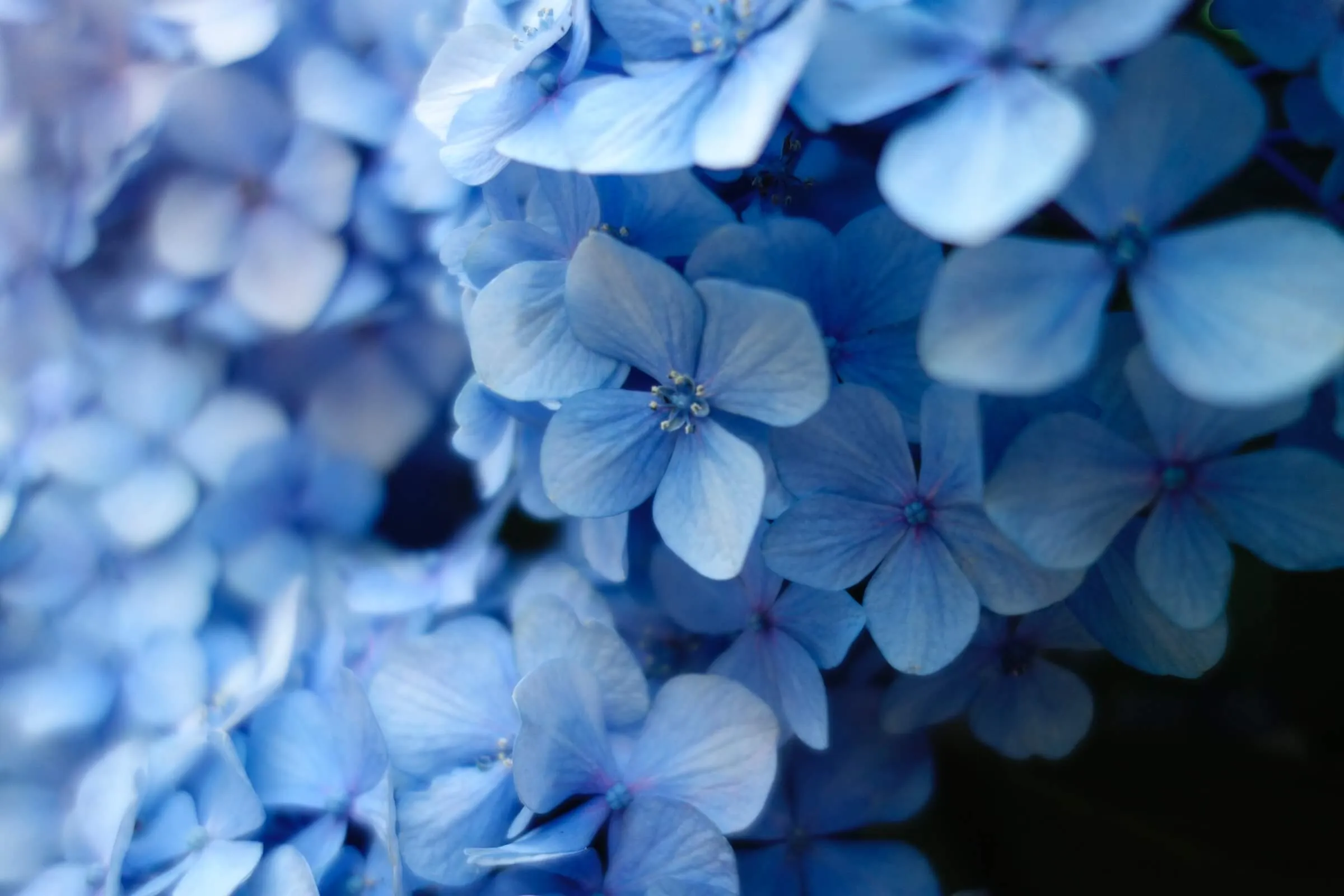 Blue Hydrangea