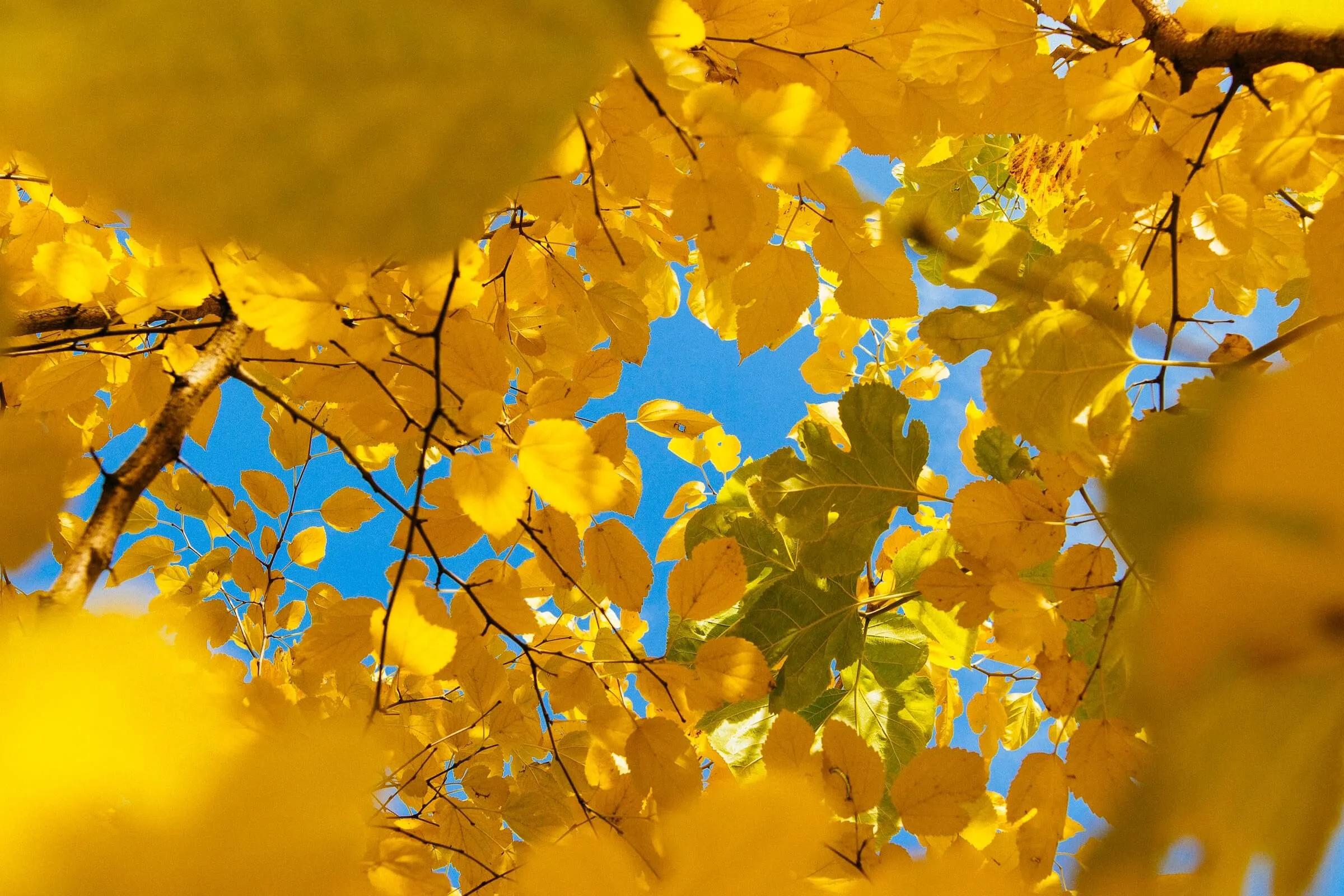Amber Canopy