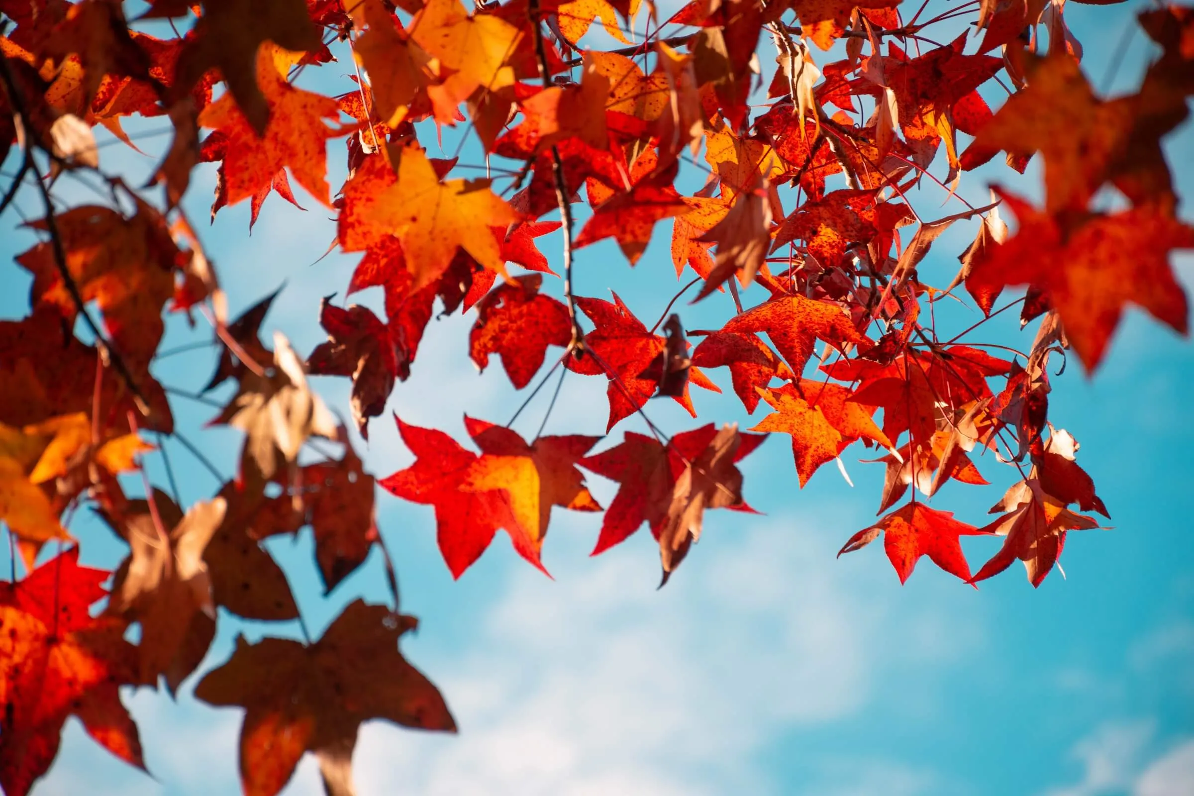 Maple Texture